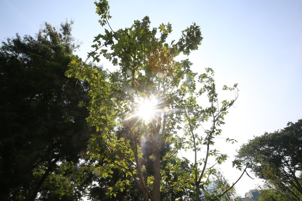 
Trồng phong lá đỏ nằm trong chủ trương của TP Hà Nội về chương trình một triệu cây xanh giai đoạn 2016-2020. Toàn thành phố đã trồng được khoảng 500.000 cây, góp phần xây dựng môi trường xanh, cải thiện không khí và tạo cảnh quan đô thị. Những loại cây mới được đưa vào trồng gồm phong lá đỏ, hoa ban, long não, cọ dầu, chà là, giáng hương...
