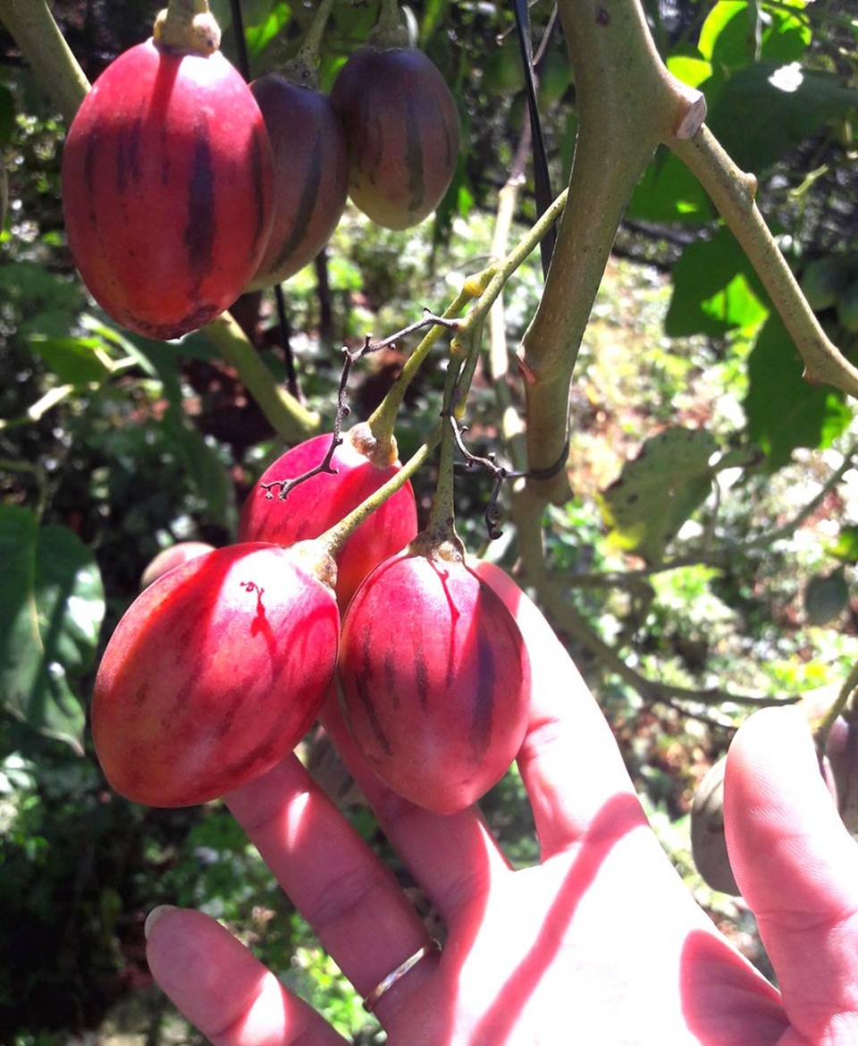 
Cây trồng từ 8-12 tháng sẽ đâm hoa kết trái. Năm đầu có thể đạt sản lượng từ 30-40 kg/cây. Cây vào những năm sau sẽ càng to, càng năng suất.
