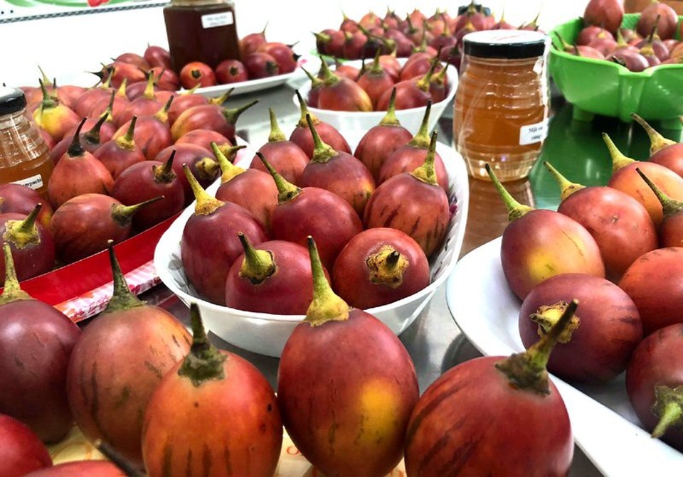 
Dù không đắt như cà chua nhập khẩu, nhưng đây là loại cà chua trồng ở Việt Nam có giá đắt đỏ nhất hiện nay. Bởi, so với giá cà chua đỏ bán ngoài chợ thì cà chua thân gỗ đắt gấp 15-20 lần, còn so với giá cà chua đen, cà chua socola,... thì cà chua này đắt gấp khoảng 4 lần.
