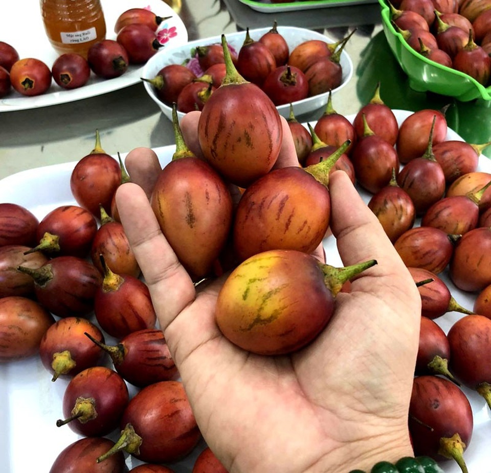 
Quả cà chua này thương đối nhỏ, 1kg thường được từ 20-24 quả.
