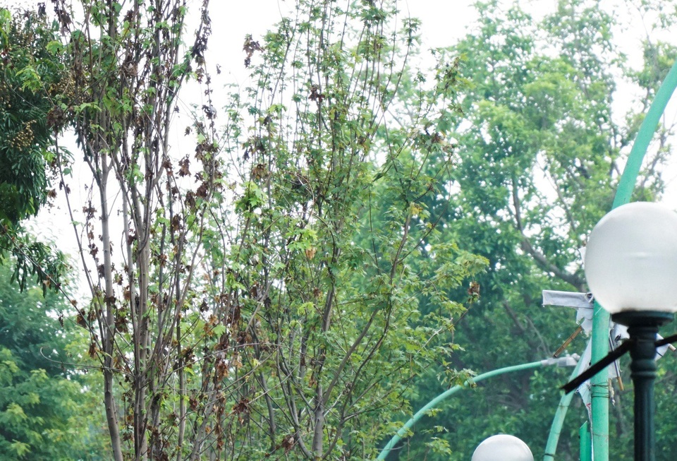 
Phong lá đỏ là loại cây thuộc xứ lạnh, có chiều cao 6-7m và đường kính thân khoảng 25 cm. Việc xuất hiện của loại cây này trên đường phố Hà Nội khiến người dân thích thú và mong chờ. Trong khi đó, nhiều người không khỏi hoài nghi khả năng thích nghi của loài cây này tại Hà Nội.
