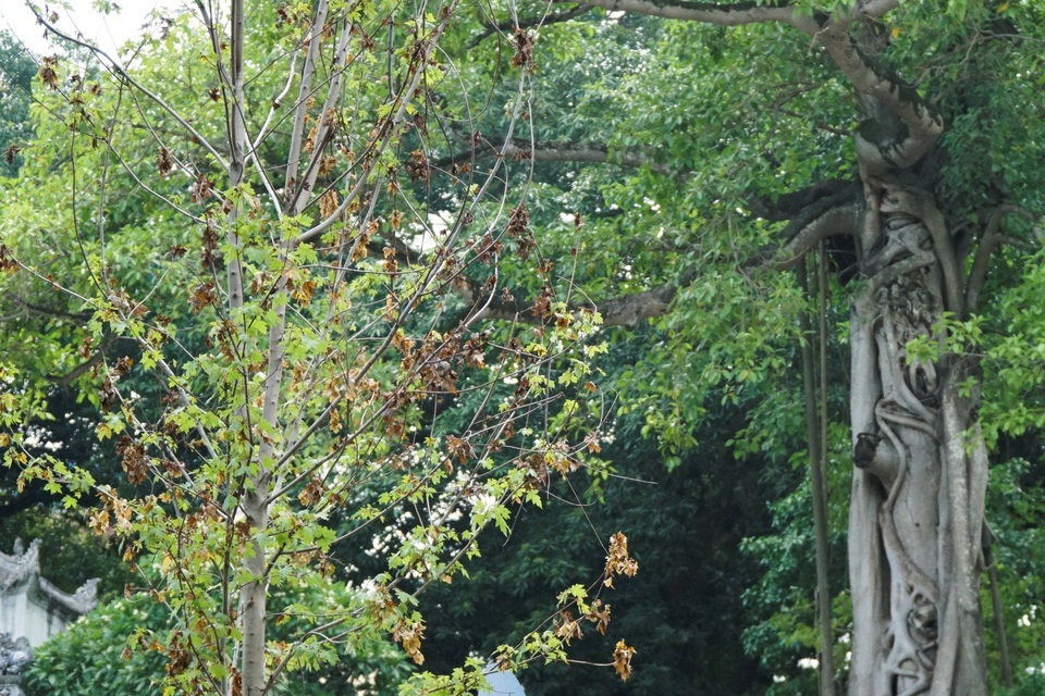 
Trao đổi cùng phóng viên, giới chuyên gia cũng có nhiều ý kiến trái chiều. Một số cho rằng phong lá đỏ khó sống trong điều kiện thời tiết oi bức ở Hà Nội và tốn công chăm sóc. Bên cạnh đó, lá cây rụng xuống đường có thể gây cản trở giao thông, ảnh hưởng mỹ quan.
