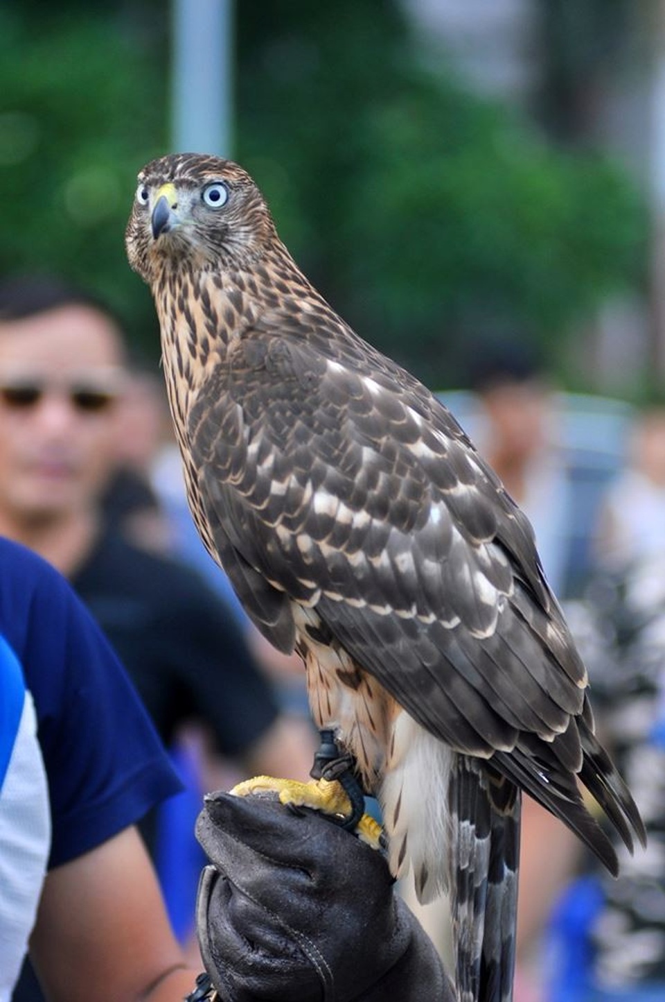 Đại gia chơi ngông “săn” quái thú về làm thú cưng trong nhà - 8 Một con Gos Hawk có giá khoảng 2.500 đô la. Đây là loại chim có kỹ năng săn mồi khá tốt. Chúng có đôi mắt sáng, bộ móng sắc và chiếc mỏ nhọn, giúp xác định và bắt con mồi một cách nhanh chóng.