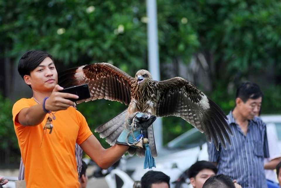 Đại gia chơi ngông “săn” quái thú về làm thú cưng trong nhà - 7 Thú nuôi chim săn mồi mê hoặc người chơi bởi sự dũng mãnh, uy quyền của những sát thủ bầu trời như chim ưng, đại bàng, chim cắt.