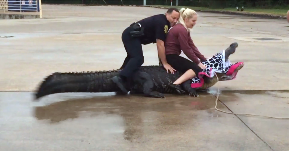 Krobboth cùng cộng sự bắt một con cá sấu lớn ở bãi đỗ xe trung tâm mua sắm. (Nguồn: CNBC)
