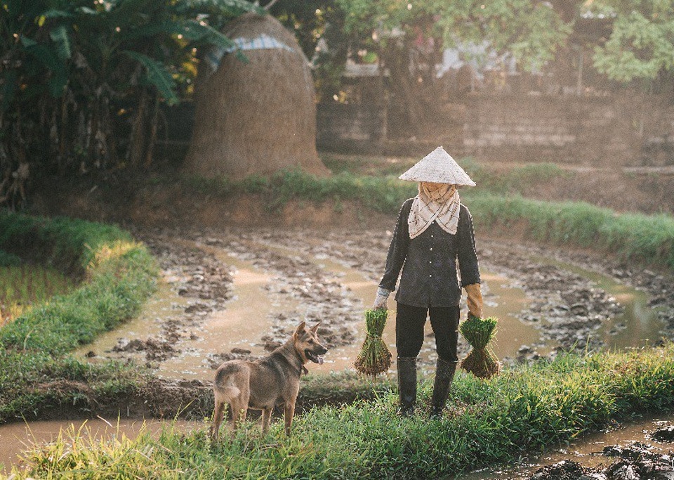 Nụ cười của người mẹ nông dân qua góc máy nhiếp ảnh trẻ - 1 Công lao của mẹ kể sao cho hết nếu chỉ qua vài ba câu nói nhưng lại có sức lay động mạnh mẽ, đi vào lòng người khi từng khoảnh khắc đẹp đẽ nhất, dù cho chân lấm tay bùn được ghi lại chân thực bằng hình ảnh.