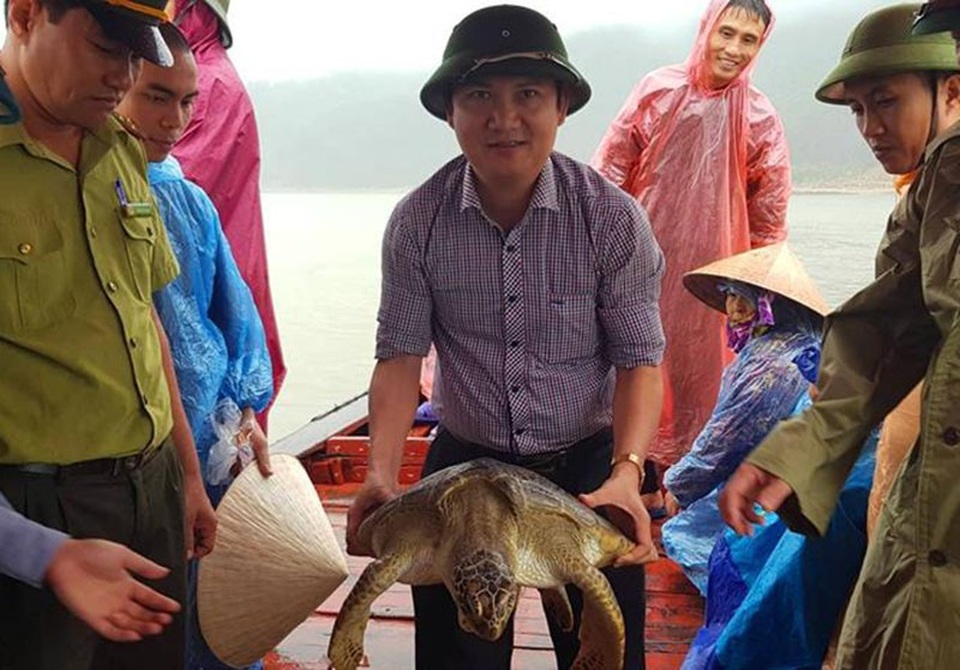 Lực lượng chức năng phối hợp thả con rùa quý về môi trường tự nhiên.