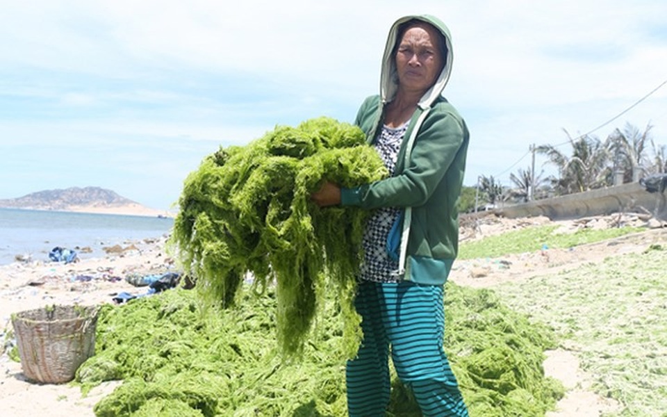Nhờ đi vớt rong biển, mỗi người cũng có thêm thu nhập từ 250.000-300.000 đồng/ngày. (Ảnh: Nhân Dân)
