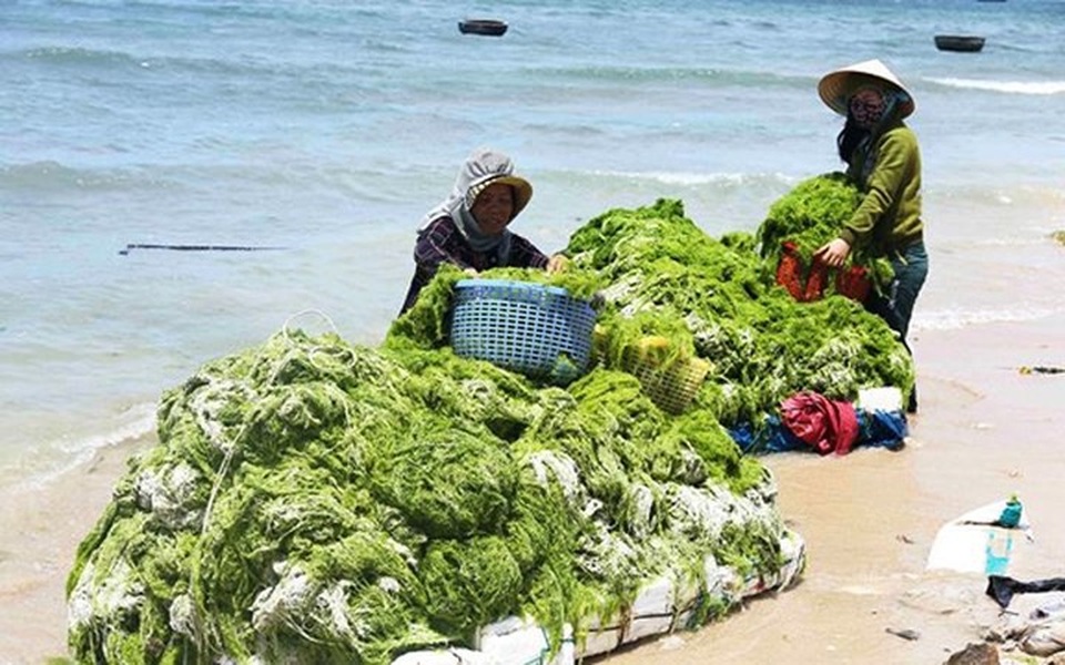 Người dân thôn Sơn Hải, xã Phước Dinh, huyện Thuận Nam dùng lưới tạo thành những chiếc bè vớt rong biển mang vào bờ với số lượng bình quân mỗi người vớt được 100kg mỗi ngày. (Ảnh: Nhân Dân)