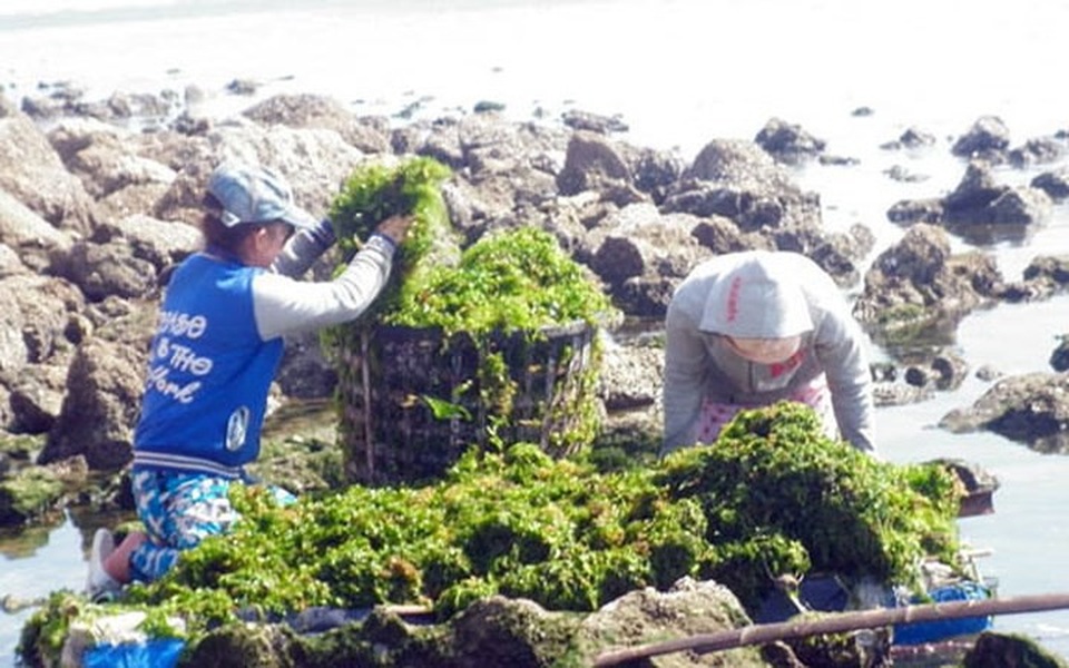 Rong biển là nguồn lợi thủy sản tự nhiên của biển, có rất nhiều ở vùng biển Sơn Hải từ bao đời nay. (Ảnh: ninhthuantourist)