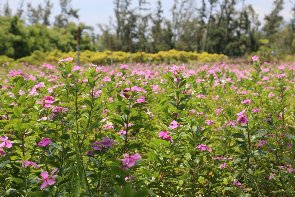 Ăn chơi tẹt ga, ngắm cảnh mê hồn, checkin độc đáo ở Phú Yên - 21