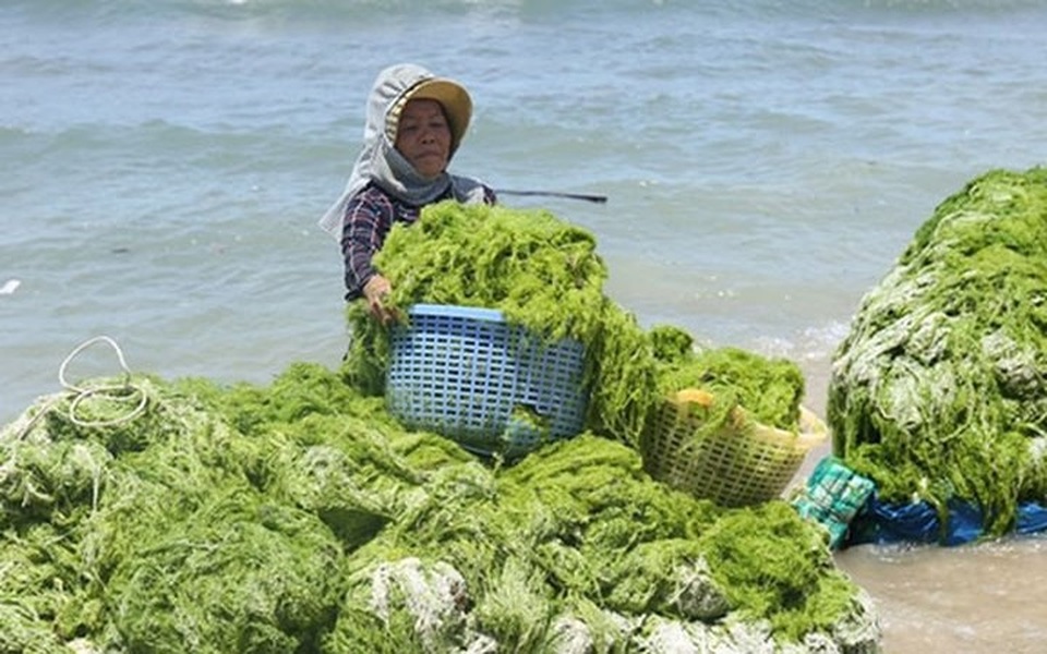 Đi vớt rong biển mang đi phơi khô rồi bán cho thương lái với giá 3.000 đồng/kg cung ứng cho những cơ sở trong và ngoài tỉnh sử dụng chế biến thức ăn gia súc, phân bón vi sinh. (Ảnh: kt)