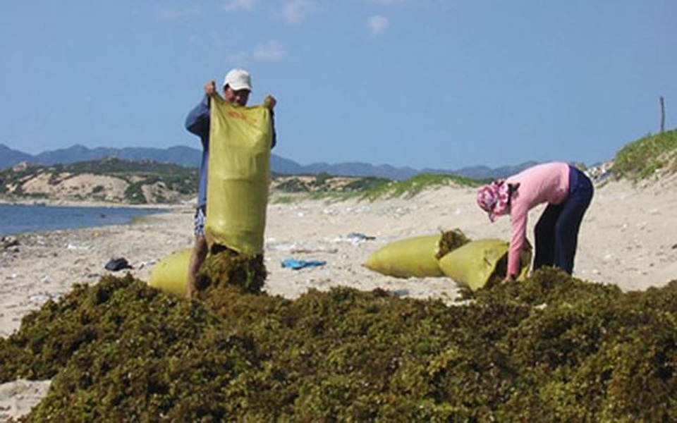 Phơi rong trên bãi biển. (Ảnh: Tiền Phong)