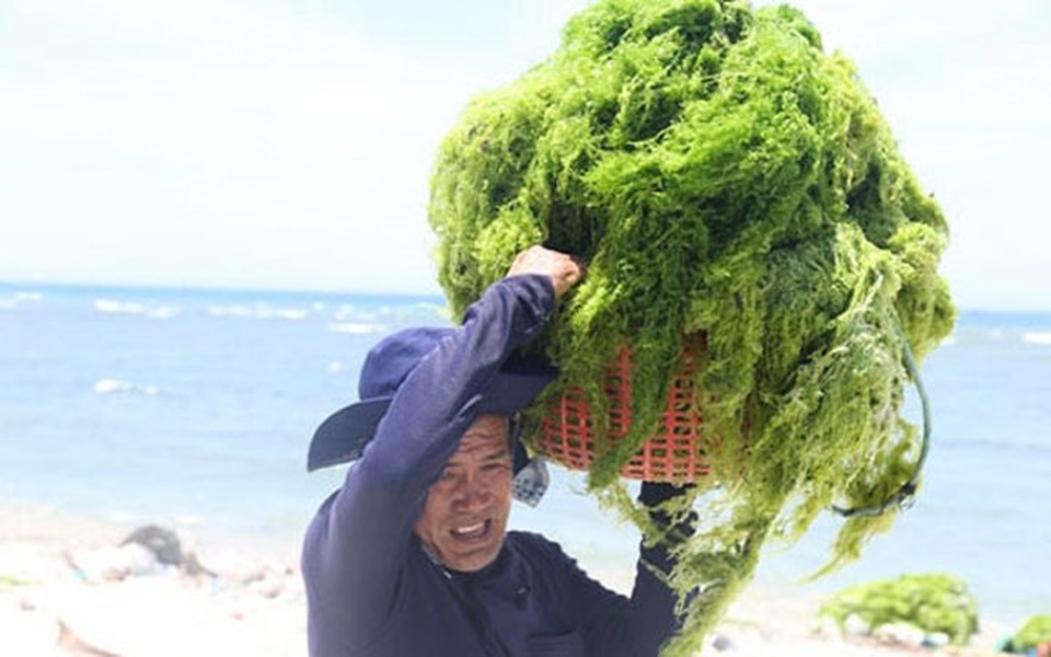 Với thu nhập bình quân 250 nghìn đồng/ngày/người, cao gấp 1,5 lần so với nghề phơi cá thuê. (Ảnh: Dân Việt)