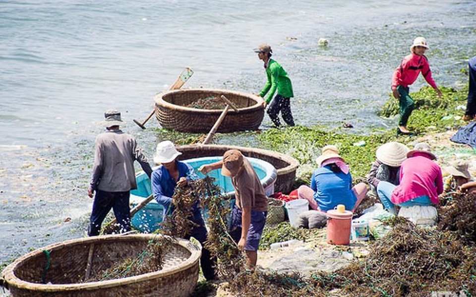 Nghề vớt rong biển giúp người dân cải thiện đời sống, tăng thêm thu nhập./. (Ảnh: báo Ninh Thuận)