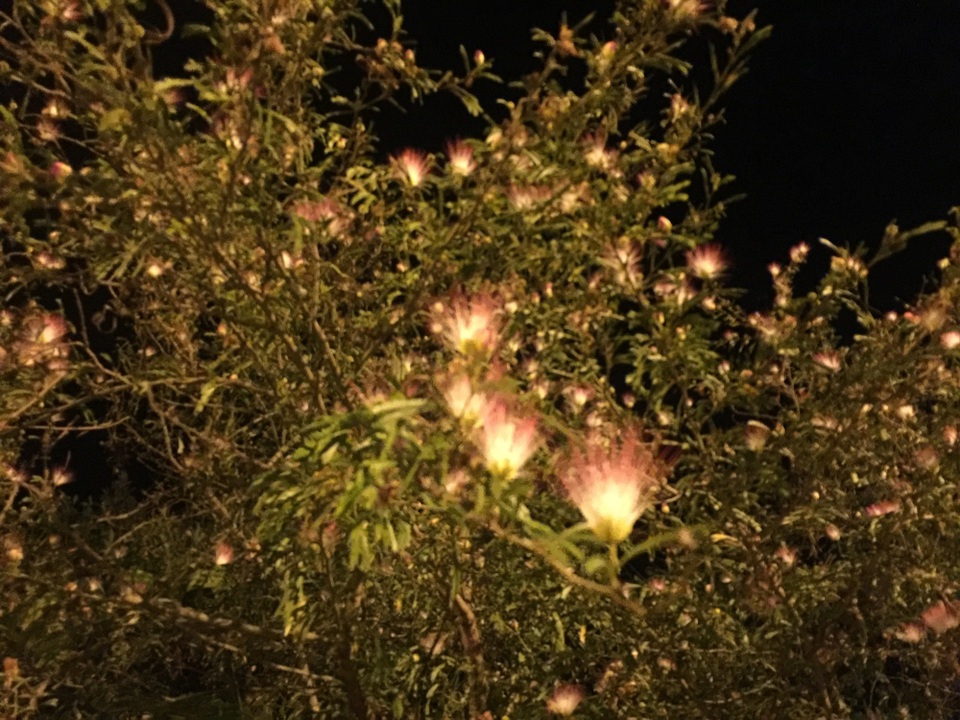 Ăn chơi tẹt ga, ngắm cảnh mê hồn, checkin độc đáo ở Phú Yên - 8