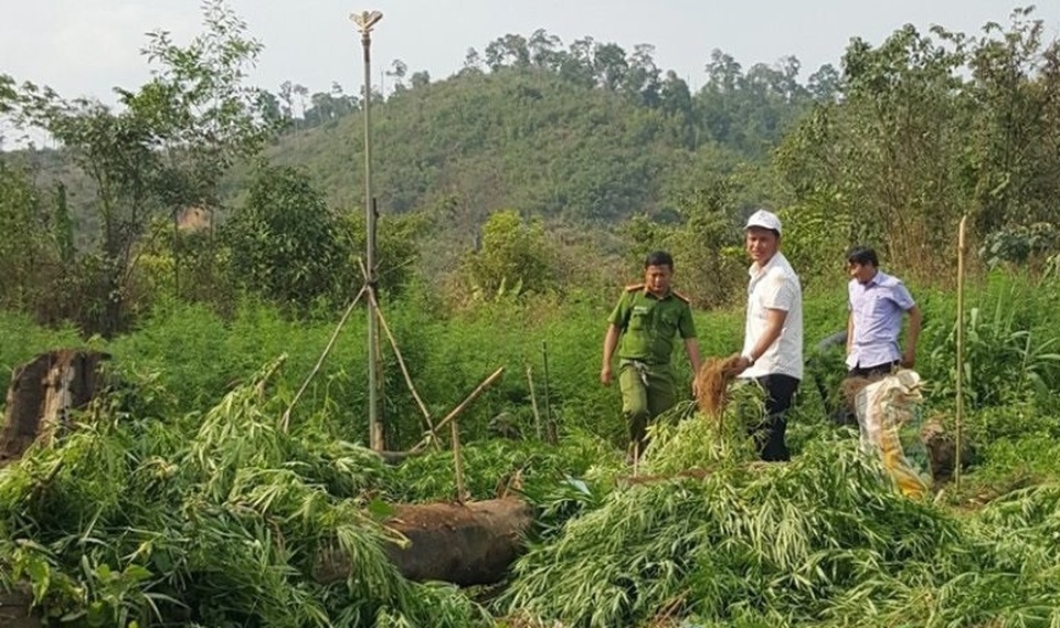 Phát hiện gần 1000 cây cần sa xanh tốt trồng trong rẫy - 1 Lực lượng chức năng nhổ bỏ, tiêu hủy cần sa