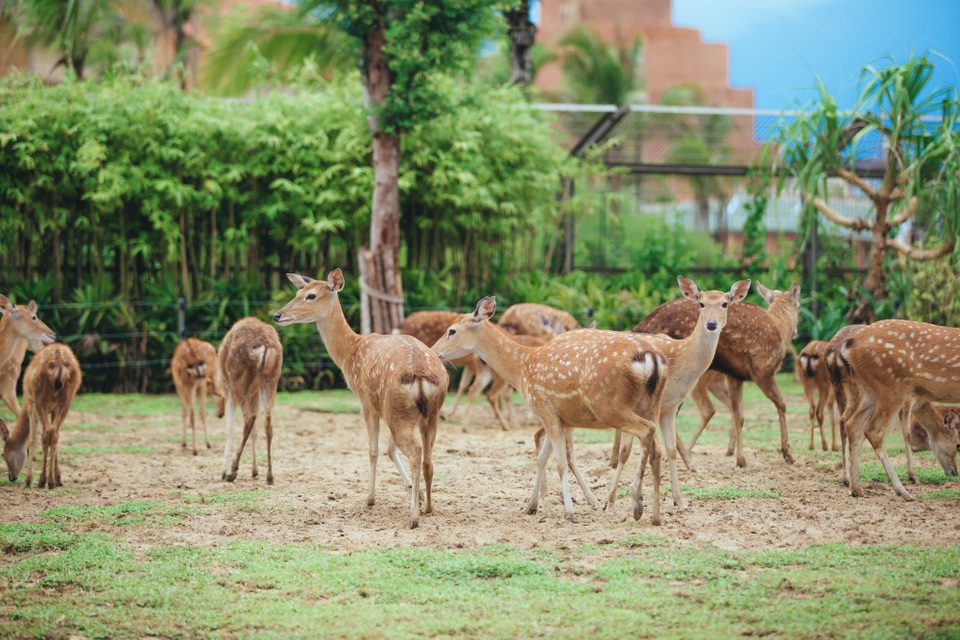 Có gì ở trong River Safari đầu tiên và duy nhất tại Việt Nam? - 10 Có gì ở trong River Safari đầu tiên và duy nhất tại Việt Nam? - 10