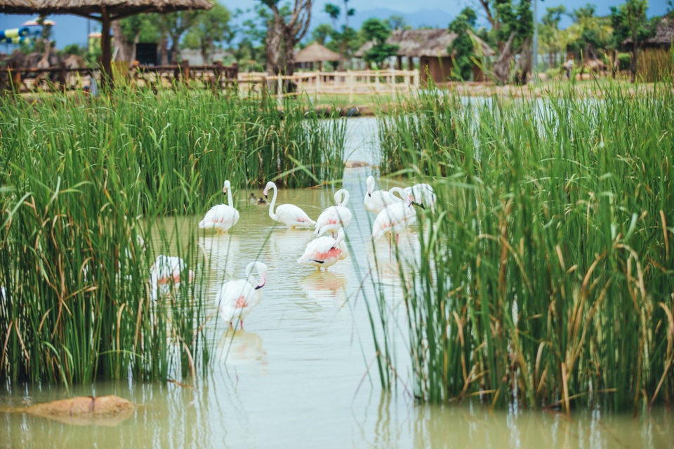 Có gì ở trong River Safari đầu tiên và duy nhất tại Việt Nam? - 5 Có gì ở trong River Safari đầu tiên và duy nhất tại Việt Nam? - 5