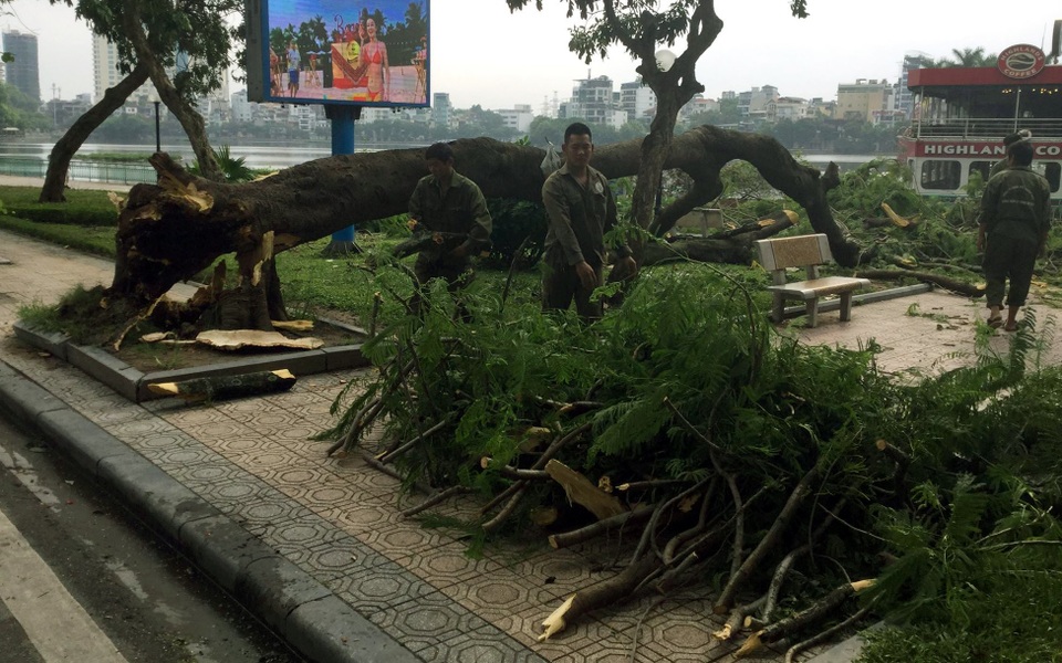 Hà Nội: Cây phượng cổ thụ đổ gục bên bờ hồ Trúc Bạch - 3 Công nhân công ty cây xanh tiến hành thu dọn.