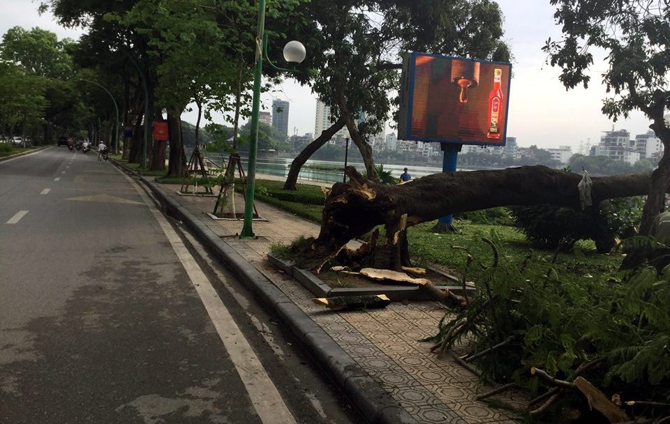Hà Nội: Cây phượng cổ thụ đổ gục bên bờ hồ Trúc Bạch - 2 May mắn, cây không đổ ra đường Thanh Niên.