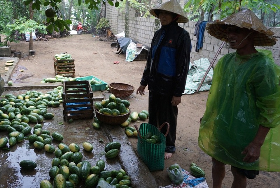 Nông dân rơi nước mắt nhìn hàng trăm tấn dưa hấu chìm trong nước - 7
Hơn 50 hộ dân trồng dưa hấu ở xã Quảng Nham bị thiệt hại do mưa lũ.
