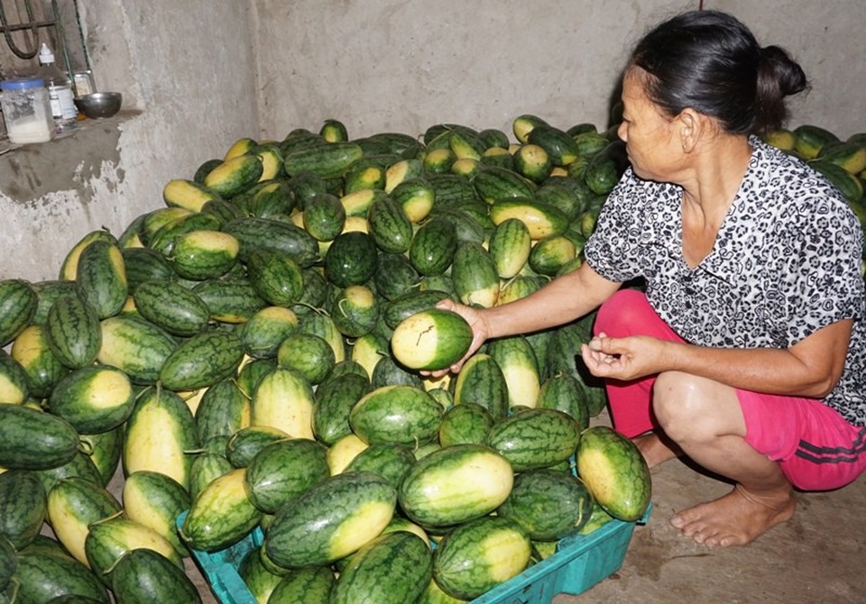 Nông dân rơi nước mắt nhìn hàng trăm tấn dưa hấu chìm trong nước - 6 Người dân lo lắng khi chưa biết tiêu thụ số dưa hấu này như thế nào