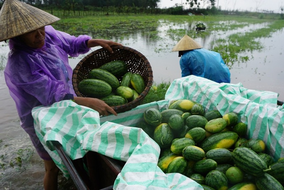 Nông dân rơi nước mắt nhìn hàng trăm tấn dưa hấu chìm trong nước - 4 Nhiều gia đình đã phải huy động nhân lực tranh thủ thu hoạch dưa ngoài ruộng về nhà