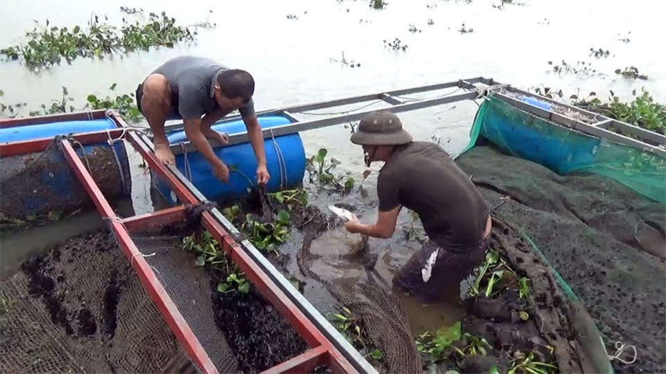 Bèo và nước ngọt "tấn công", cá nuôi lồng bè chết trắng bụng - 2
Anh Vũ xót xa trước hàng tạ cá trắm, mú trong lồng nuôi bị chết chìm dưới lớp bèo dày đặc. Vớt từng con cá chết lẫn dưới lớp bèo lên, anh Vũ và người anh trai là Lưu Quang Vinh rầu rĩ đến rơi nước mắt. Theo anh Vũ, mỗi lồng bè nuôi 400 con cá trắm, cá đã đạt trọng lượng gần 2kg, sắp đến ngày thu hoạch. Tuy nhiên, tất cả đã chết chỉ sau một đêm. Tính sơ qua, hai anh em anh Vũ thiệt hại mỗi lồng cả trăm triệu đồng. Anh Vũ cho biết, đây là lần thứ 2 sau 5 năm anh rơi vào cảnh tuyệt vọng vì cá nuôi lồng bè bị chết.
