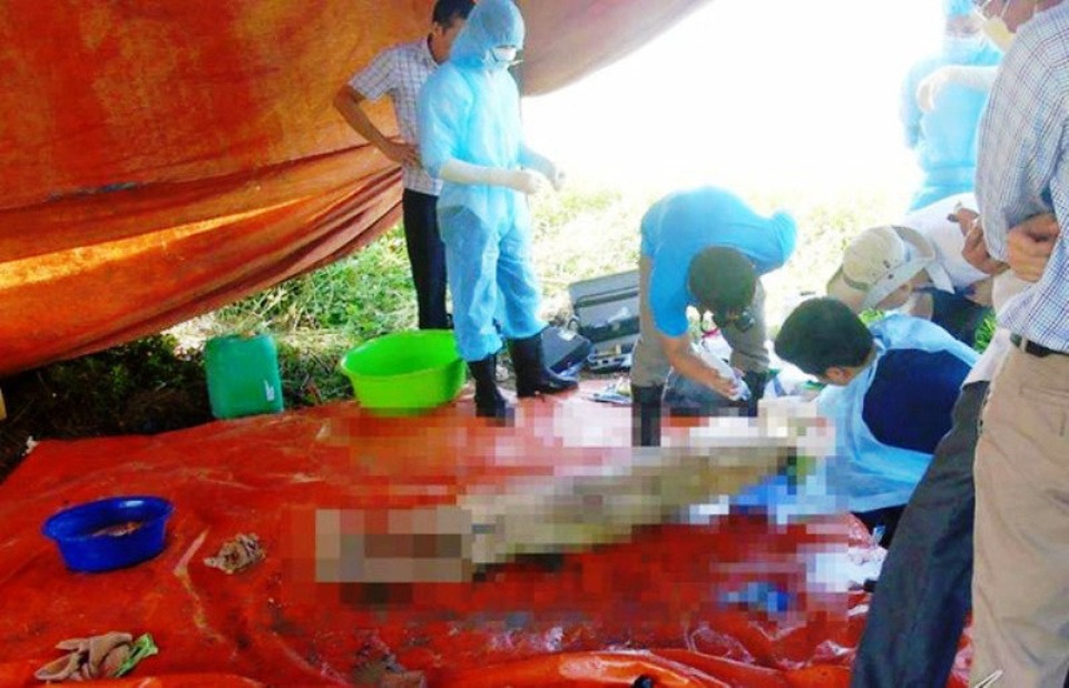 Vụ kế toán trưởng treo cổ: Không đủ căn cứ xác định nguyên nhân cái chết - 2 Trước đó, lực lượng chức năng tiến hành khai quật tử thi nguyên nữ kế toán trưởng để phục vụ công tác điều tra.