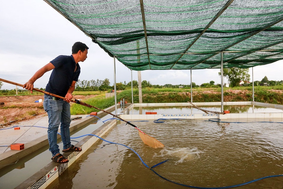Kiếm tiền tỷ mỗi năm nhờ nuôi cá lăng giống - 1 Anh Nguyễn Trung Hiếu chủ trang trại cá lăng giống ở huyện Củ Chi, TPHCM.