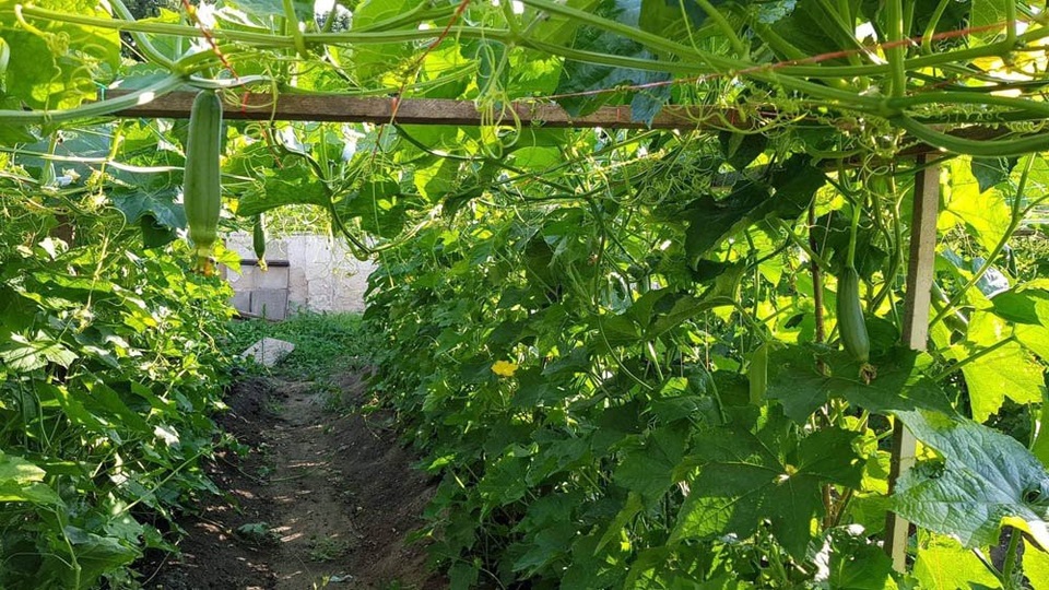 Thèm rau quê, cô gái Việt chuyển 7 tấn đất trồng đặc sản ở Séc - 3 Để có khu vườn xanh tốt như hiện tại, chị Ngọc Anh đã phải đi mua đất ở ngoài. Mỗi năm, chị phải mua khoảng 200-300 bao đất loại 25 kg.