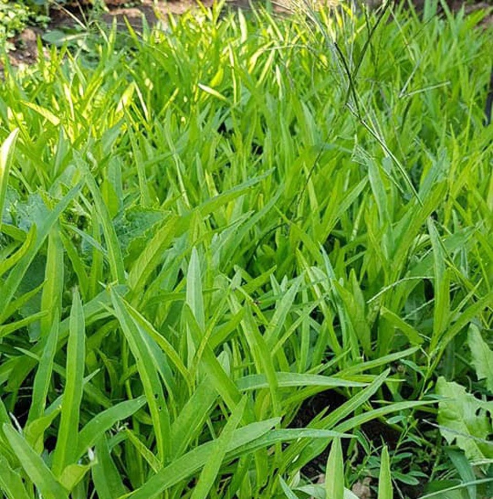 Thèm rau quê, cô gái Việt chuyển 7 tấn đất trồng đặc sản ở Séc - 5 Bố mẹ của chị có kinh nghiệm làm nông nên đảm nhận việc trồng. Chị Ngọc Anh chủ yếu thực hiện việc tưới tiêu và thu hoạch. Chị cũng thường gọi điện cho họ hàng ở Việt Nam nhờ tư vấn thêm về cách trồng và chăm sóc.