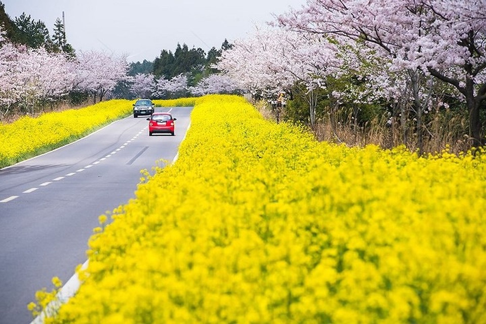 Gợi ý những địa điểm cầu hôn khiến nàng “gật đầu cái rụp“ - 5
Đảo Jeju (Hàn Quốc) là hòn đảo tình yêu nổi tiếng cũng như địa điểm trăng mật của nhiều ngôi sao xứ Hàn, Jeju bốn mùa trong năm đều không thiếu những cảnh đẹp làm nền cho màn cầu hôn điểm 10.