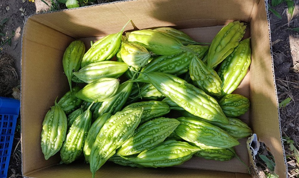 Thèm rau quê, cô gái Việt chuyển 7 tấn đất trồng đặc sản ở Séc - 9 Cứ 2 ngày, gia đình chị thu hoạch đỗ 1 lần, bầu bí mướp 1 tuần 2-3 lần. Có thời điểm, chị thu được gần 300 quả bầu bí trong một tuần.