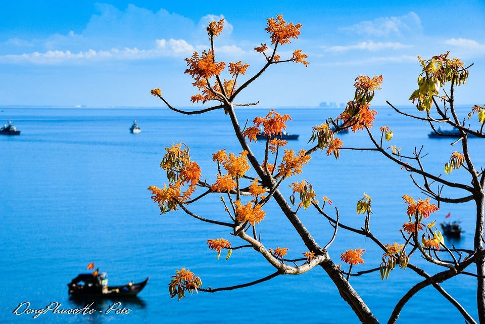 Cù Lao Chàm rực rỡ sắc hoa ngô đồng vừa chớm nụ - 5