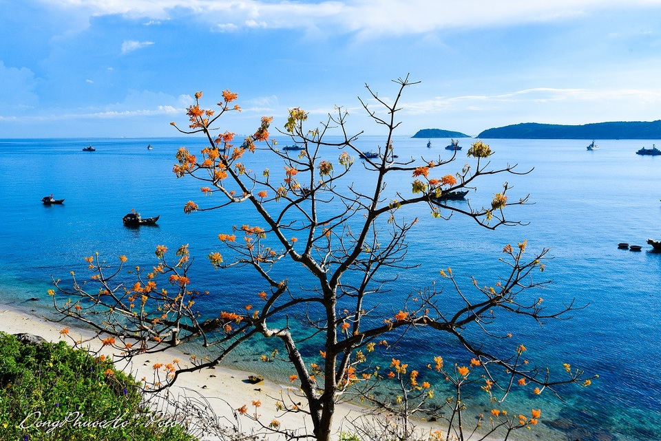 Cù Lao Chàm rực rỡ sắc hoa ngô đồng vừa chớm nụ - 3