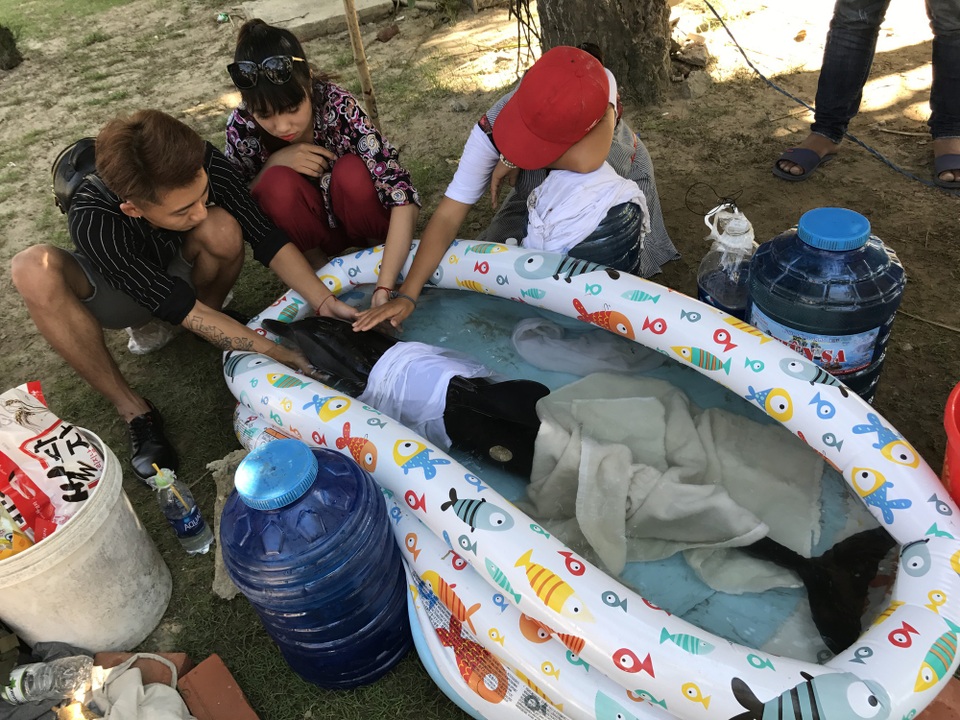 Cá heo dạt vào biển Đà Nẵng được đưa về Viện Hải dương học Nha Trang - 2
Nhóm du khách trẻ phát hiện và thay phiên chăm sóc cá heo trong khi chờ đơn vị chức năng tiếp nhận.