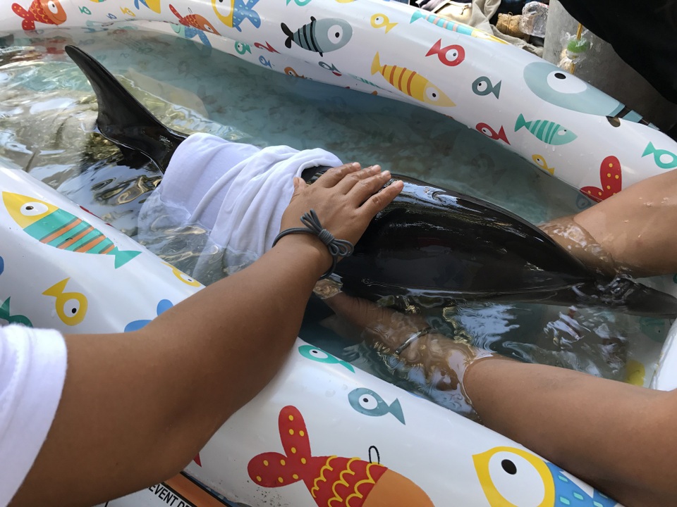 Cá heo dạt vào biển Đà Nẵng được đưa về Viện Hải dương học Nha Trang - 1 Cá heo con dạt vào biển Đà Nẵng trong tình trạng bị thương ở phần thân dưới vây lưng