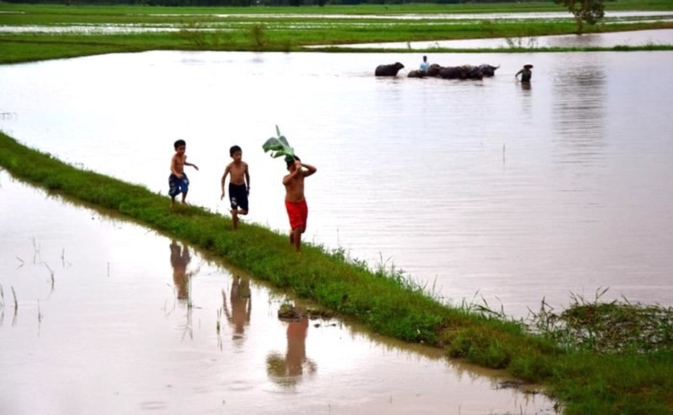 Nhớ con chim quốc gọi mùa nước lụt - 1
Chim quốc và mùa nước lụt là những ký ức in đậm tuổi thơ miền trung du, đồng bằng Bắc Bộ. (Ảnh: internet)