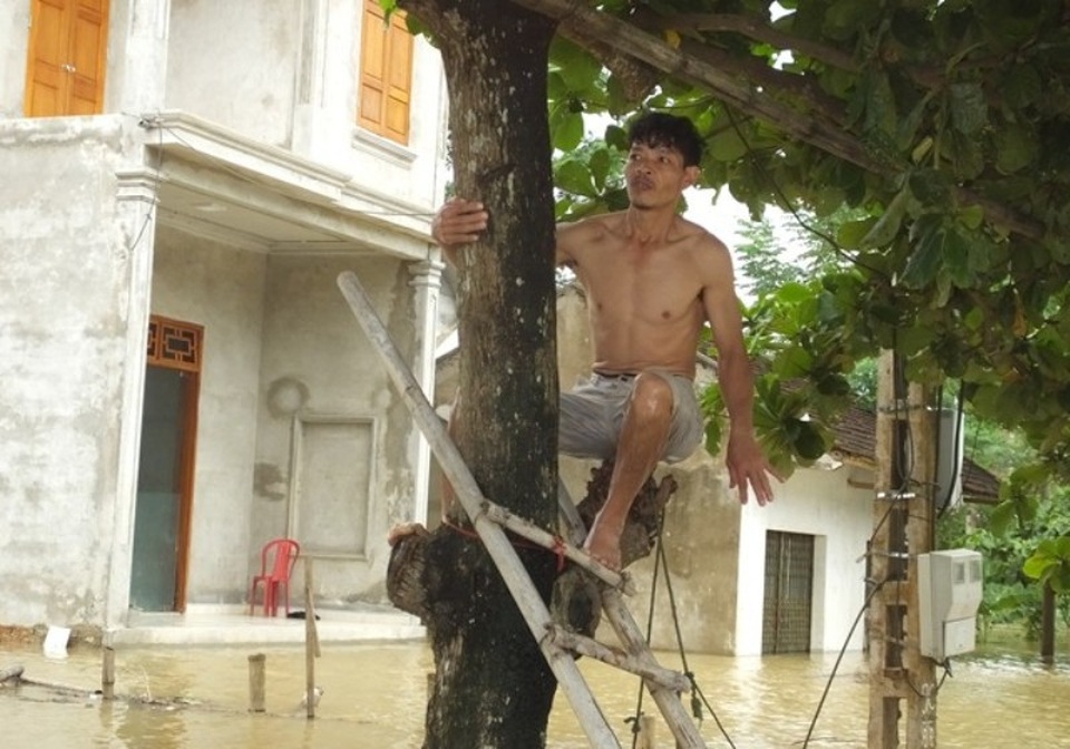 Nước dâng cao gần nóc nhà, hàng trăm gia đình nháo nhào chạy lũ - 12
Trèo lên cây tránh lũ