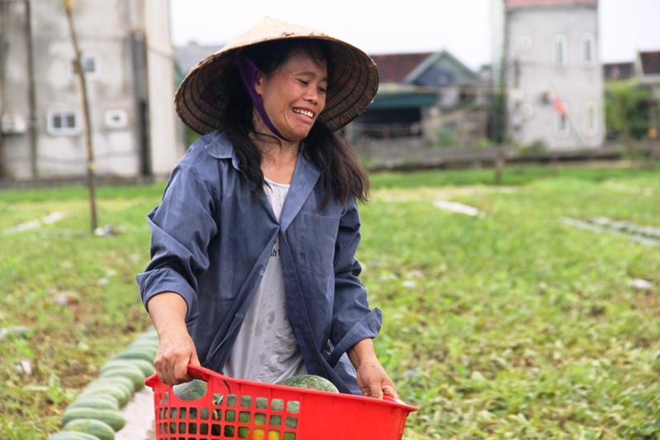 Người dân xót xa khi dưa hấu đành phải cho trâu, bò ăn - 7 Người dân xót xa khi dưa hấu đành phải cho trâu, bò ăn - 7