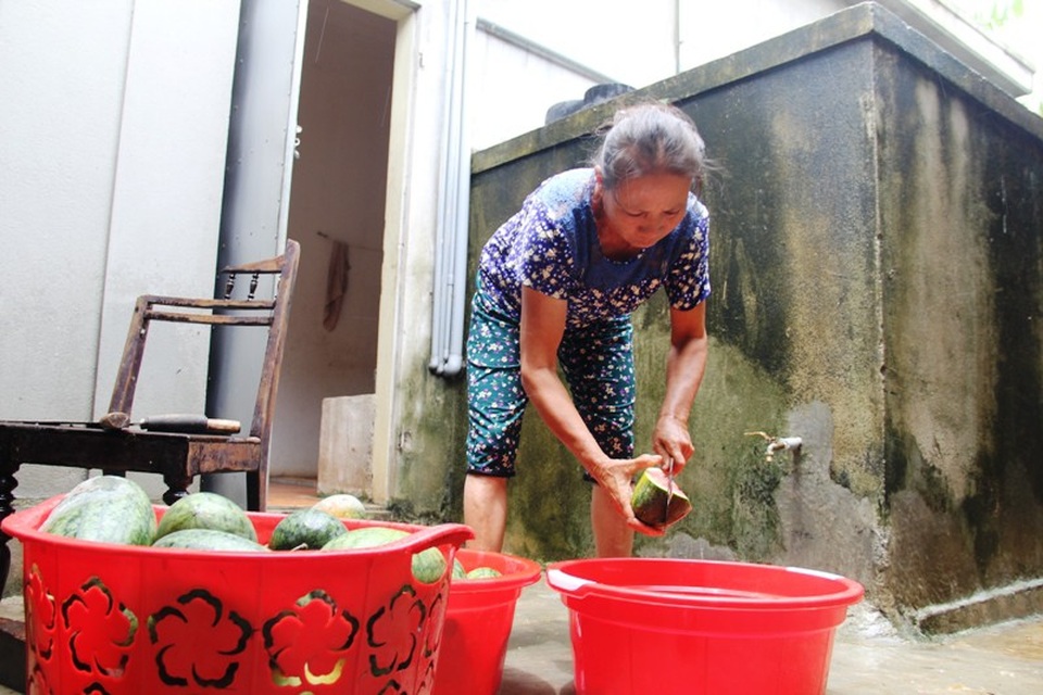 Người dân xót xa khi dưa hấu đành phải cho trâu, bò ăn - 10 Người dân xót xa khi dưa hấu đành phải cho trâu, bò ăn - 10