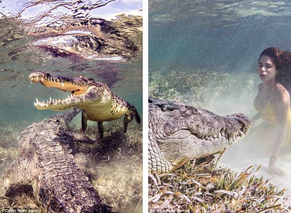 Chiêm ngưỡng bộ ảnh người đẹp bên... cá sấu - 8