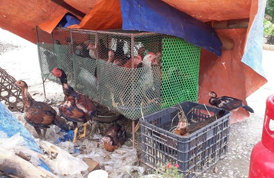 
Nhiều gia đình may mắn kịp di chuyển vốn liếng của gia đình lên đê trước khi nước lũ nhấn chìm nhà cửa, ruộng vườn.
