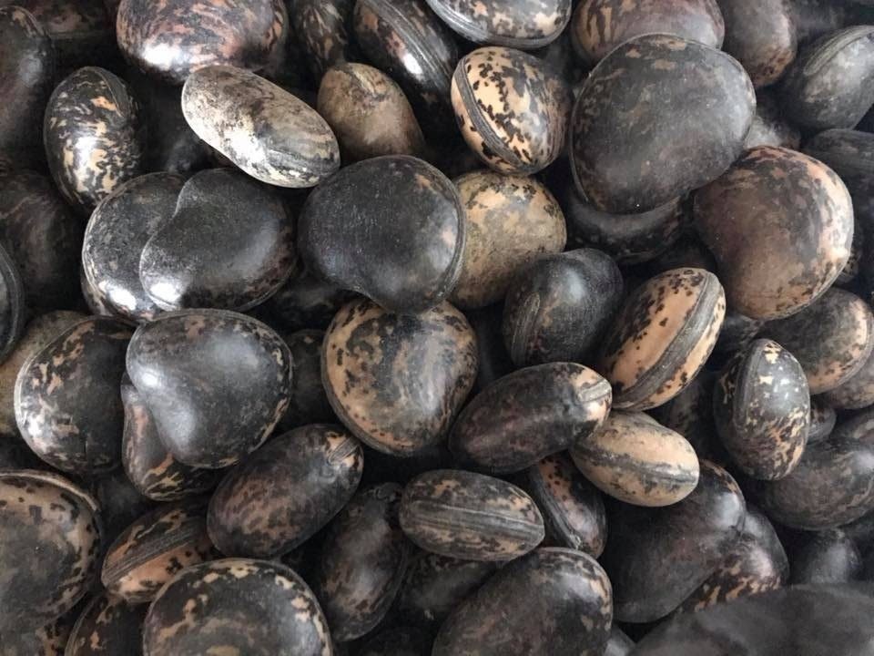 Đậu Lào 6 triệu đồng/kg: Tin lời "thần dược", lùng mua từng hạt - 1
Hạt đậu Lào đang được rao bán với lời quảng cáo có công dụng như thần dược