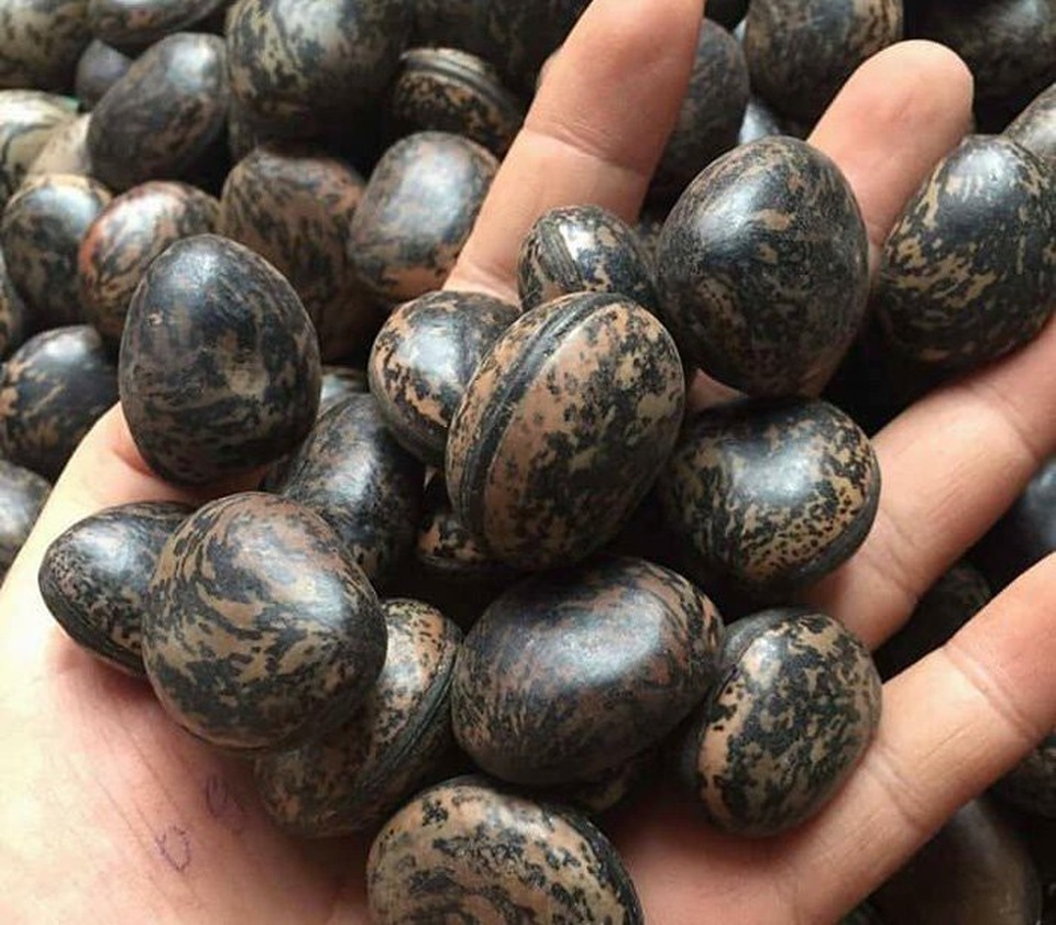 Đậu Lào 6 triệu đồng/kg: Tin lời "thần dược", lùng mua từng hạt - 2
Giá của loại hạt này dao động ở mức 30.00-50.000 đồng/hạt hay 6 triệu đồng/kg