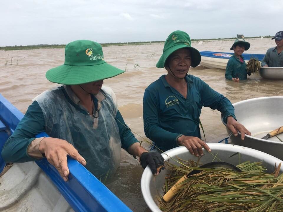 Mưa xuống, lũ lên, hàng trăm hecta lúa bị nhấn chìm trong biển nước - 4 Mặc dù được sự hỗ trợ của chính quyền nhưng do nước ngập quá sâu nên có nhiều diện tích lúa bị mất trắng