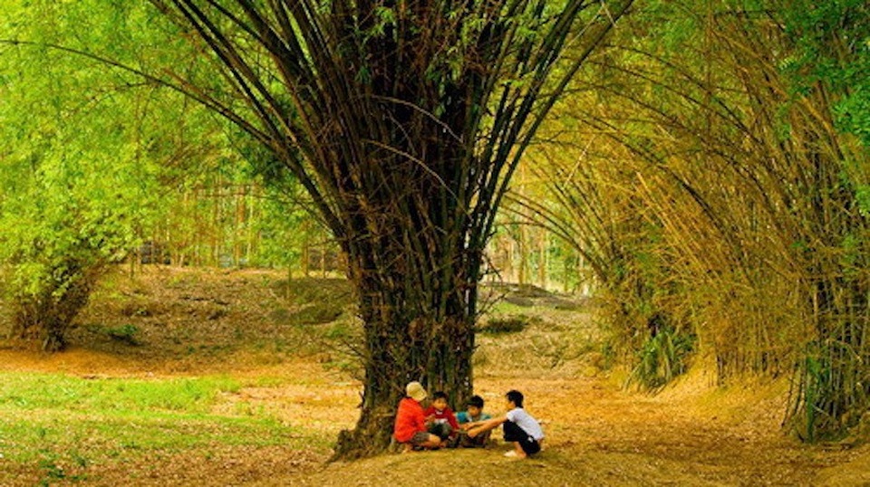 Nhớ một mùa lá tre về - 1
Mùa lá tre về luôn là những thời khắc tuyệt vời của lũ trẻ. (Ảnh: Internet)