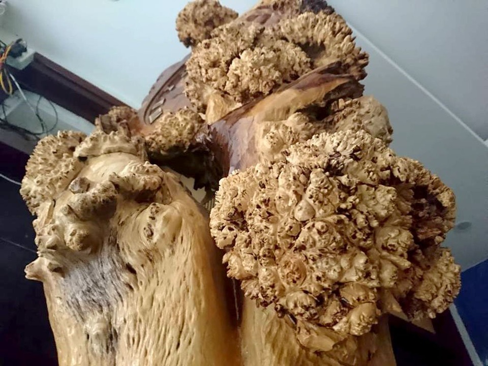 Chiếc đồng hồ gốc me tuổi đời trăm năm độc nhất vô nhị đất Việt - 3
Vẻ xù xì của thân cây được giữ lại nguyên vẹn, giống như những tán lá.